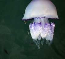 Rhizostoma Luteum - Jellyfish