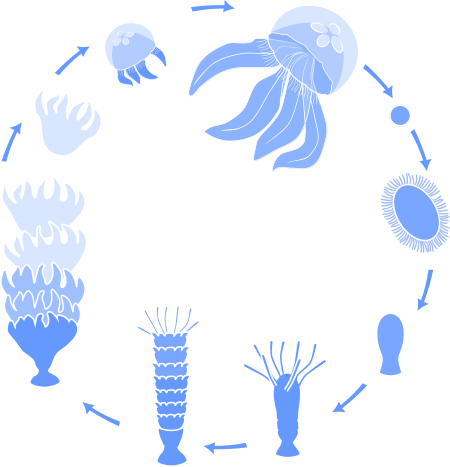 Esperti per l'allevamento di meduse e l'allevamento di meduse