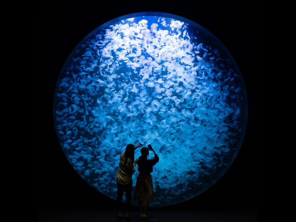Kamo jellyfish aquarium Japan